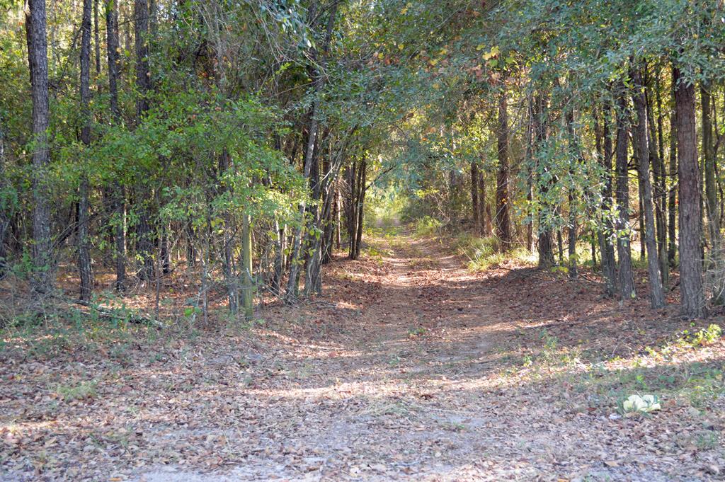 0 Greenhouse Road Gordon, AL 36343 - Photo 38 of 38