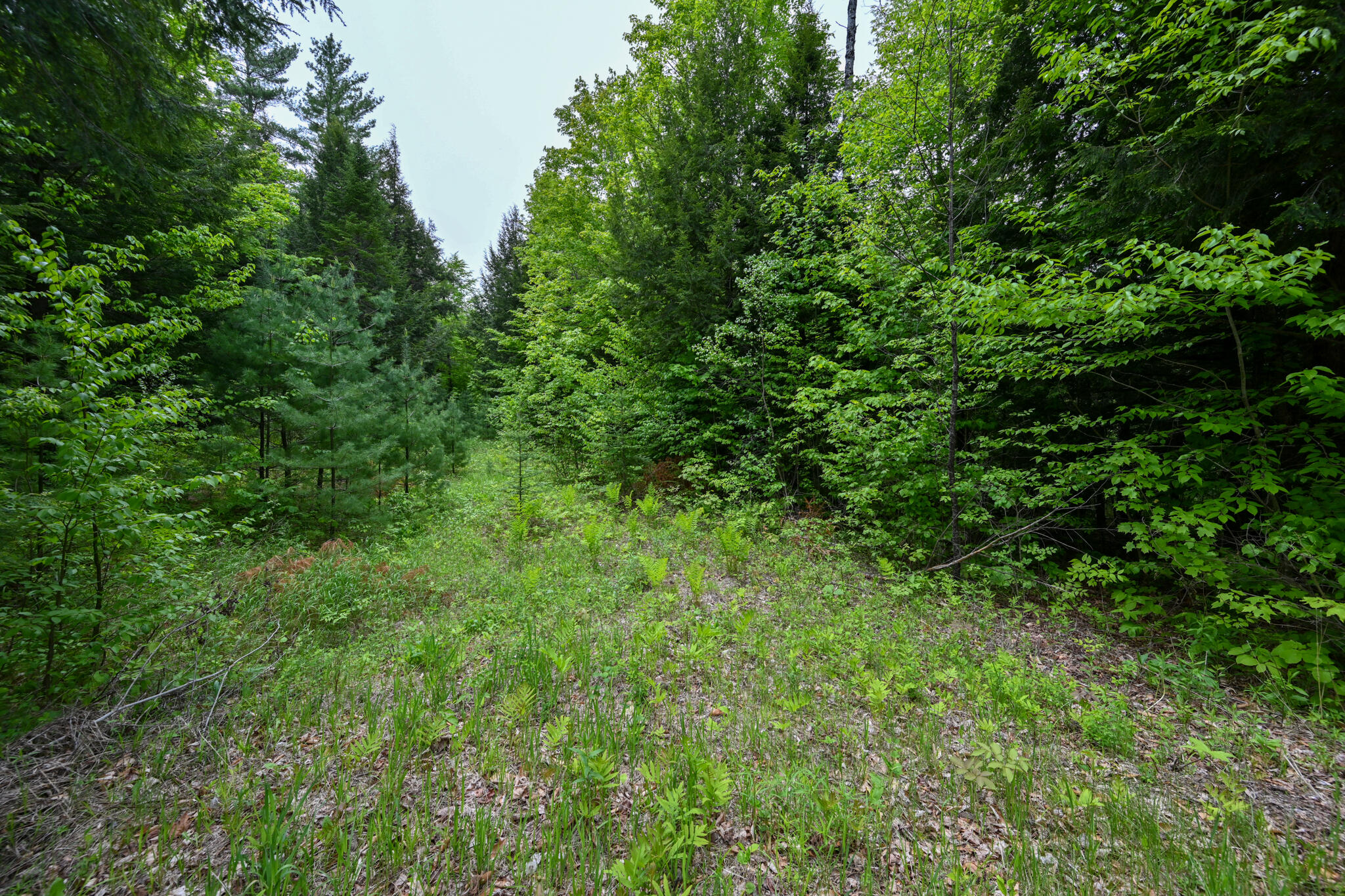 Lot 16 Old Towle Road Dixfield, ME 04224 - Photo 14 of 14 DSC_0509