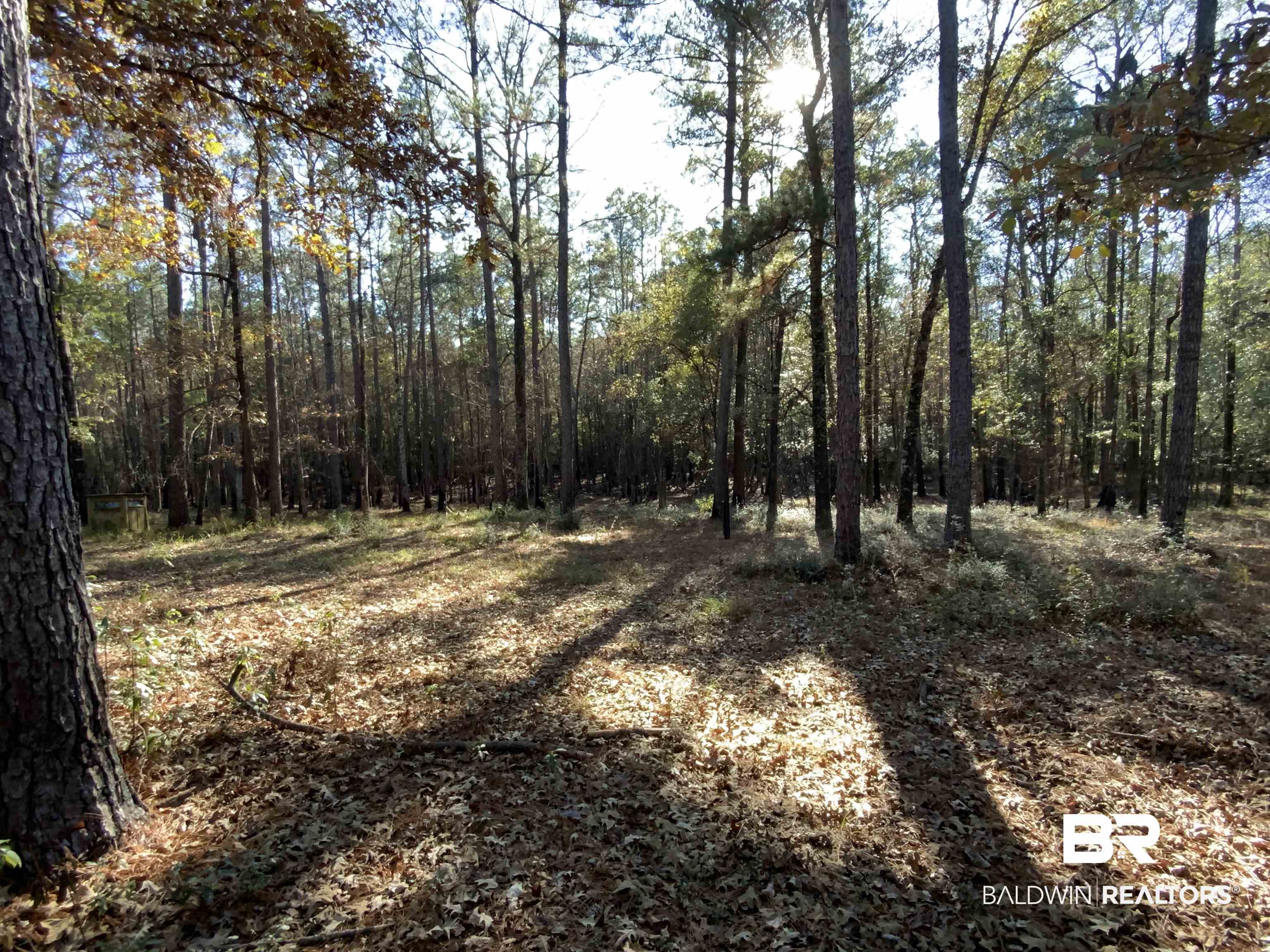 10 Drinkard Road Bay Minette, AL 36507 - Photo 9 of 16 View of tree filled area