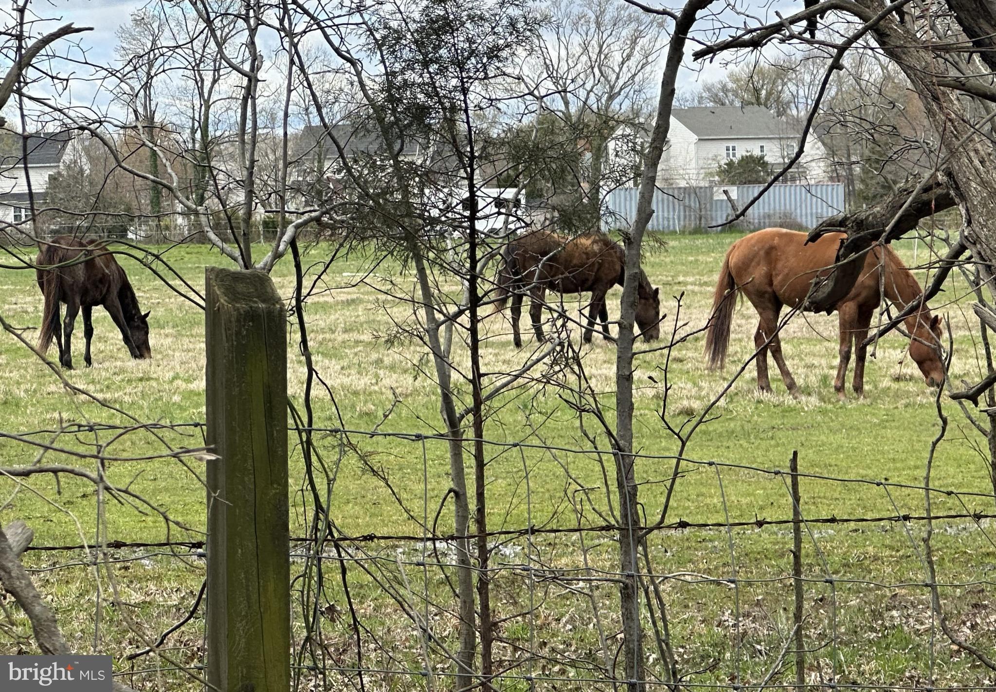 1657 Colbert Road Annapolis, MD 21409 - Photo 3 of 51 THOROUGHBRED HORSE FARM