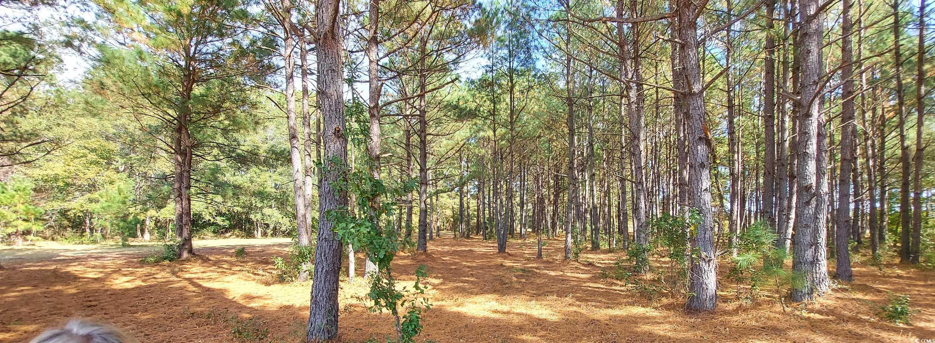 3025-3029 Fowler Road Loris, SC 29569 - Photo 5 of 6 View of woods