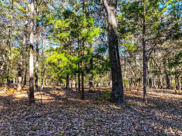 a close up of a tree