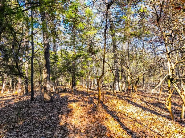 $12,000 | Lot 17 Sweet Gum Ln Mount, Mount Vernon, TX 75457