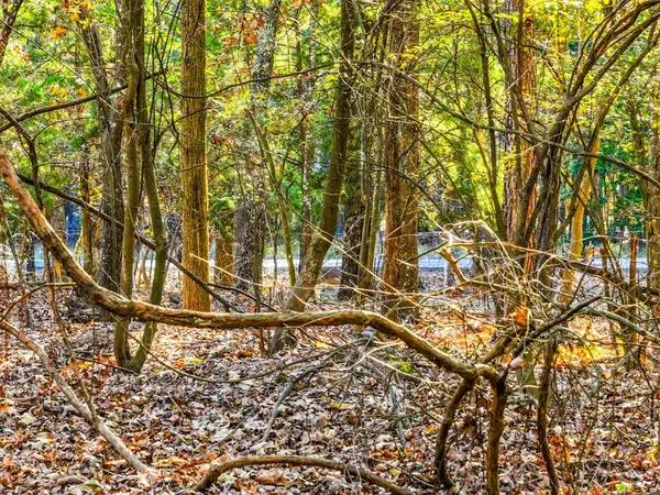 $12,000 | Lot 17 Sweet Gum Ln Mount, Mount Vernon, TX 75457