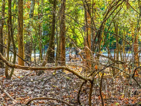 $12,000 | Lot 17 Sweet Gum Ln Mount, Mount Vernon, TX 75457