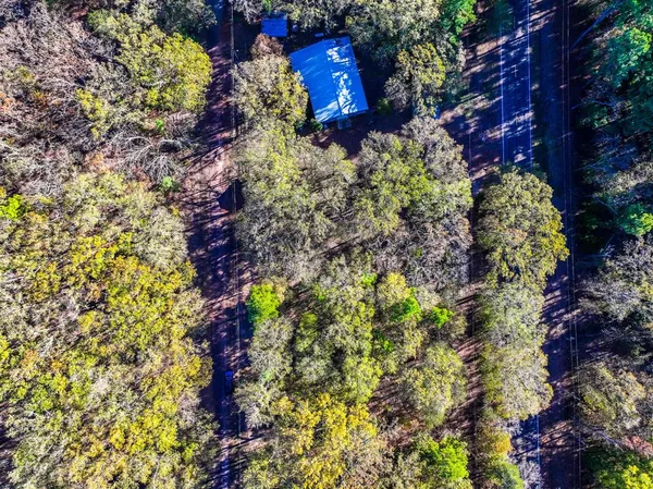 a view of a bunch of flowers and tree