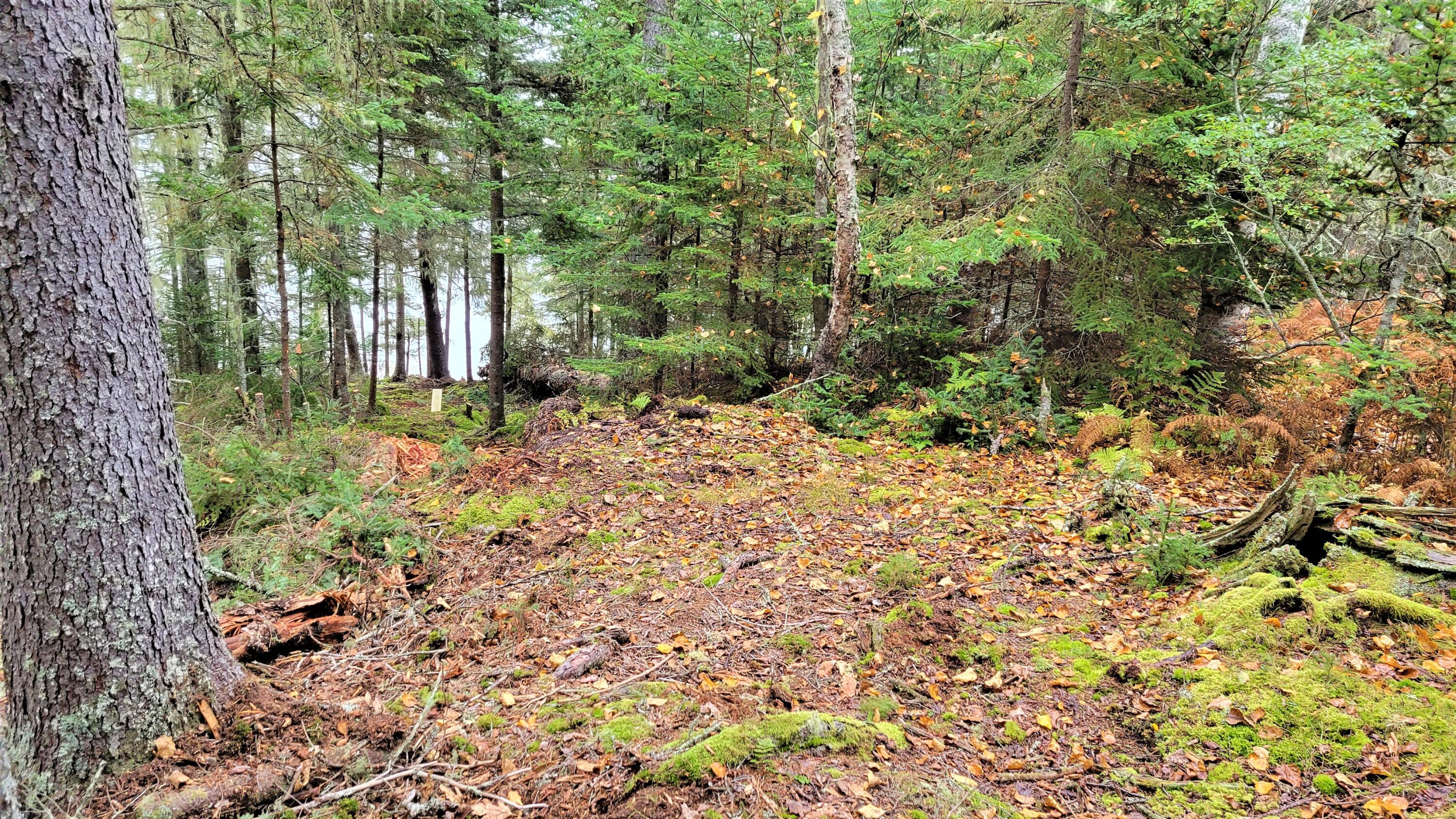 0 Sunshine Road Deer Isle, ME 04627 - Photo 19 of 20 Path to shore