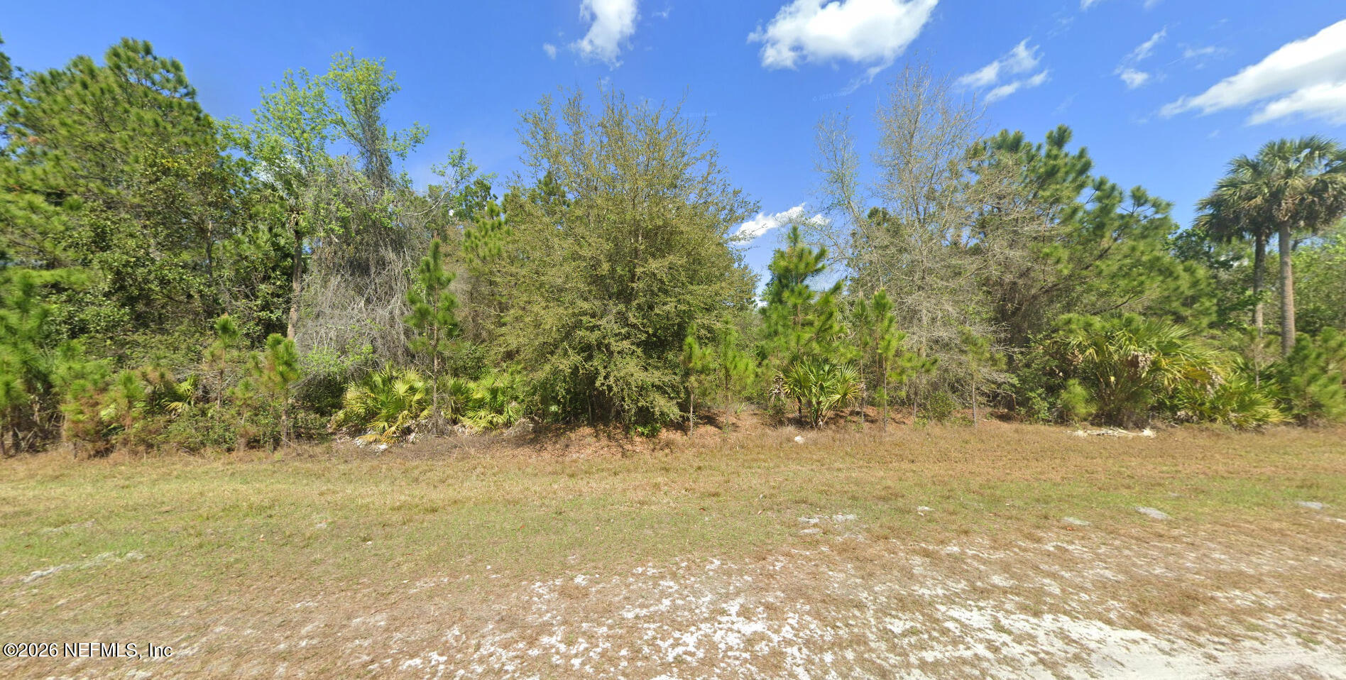 504 Gardenia Avenue Georgetown, FL 32139 - Photo 3 of 6 a view of a yard with a tree