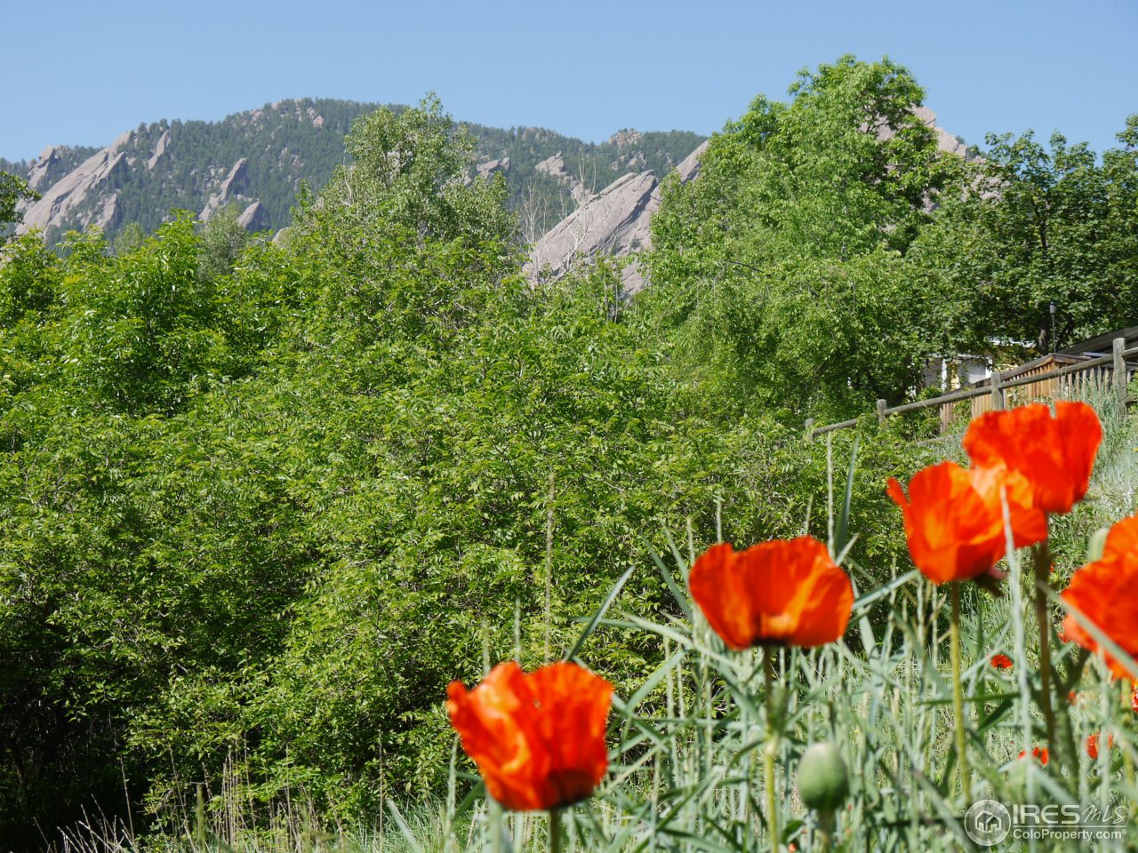 930 Lincoln Place Boulder, CO 80302 - Photo 40 of 40 Chautauqua Poppies