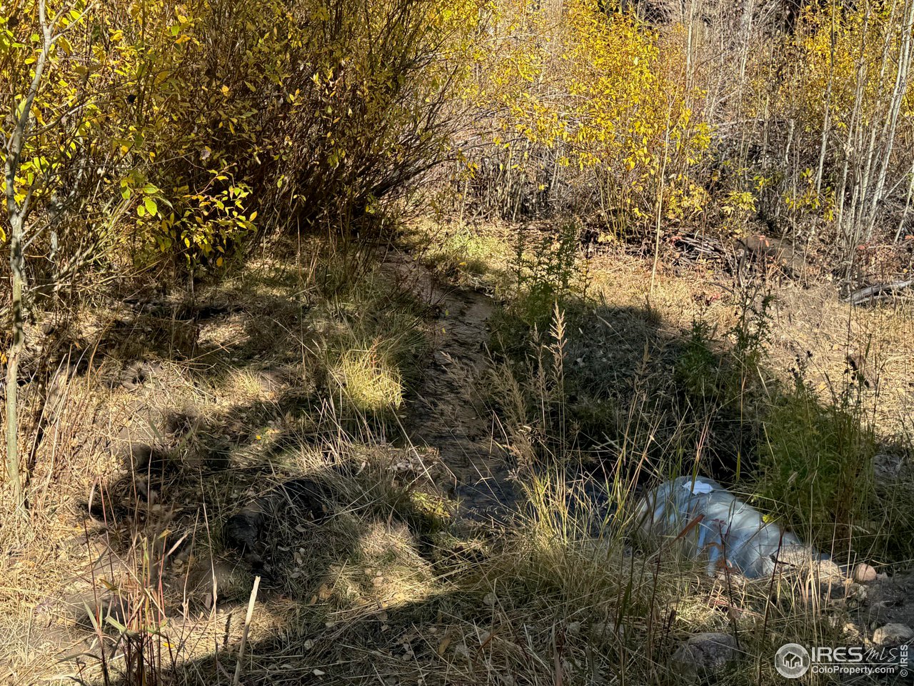 0 Parsons Draw Road Cowdrey, CO 80434 - Photo 32 of 40 a view of forest