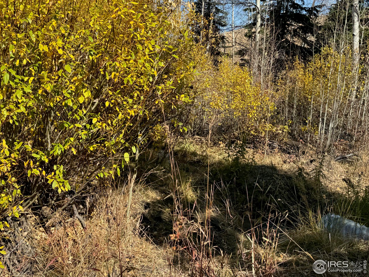 0 Parsons Draw Road Cowdrey, CO 80434 - Photo 33 of 40 a view of a tree