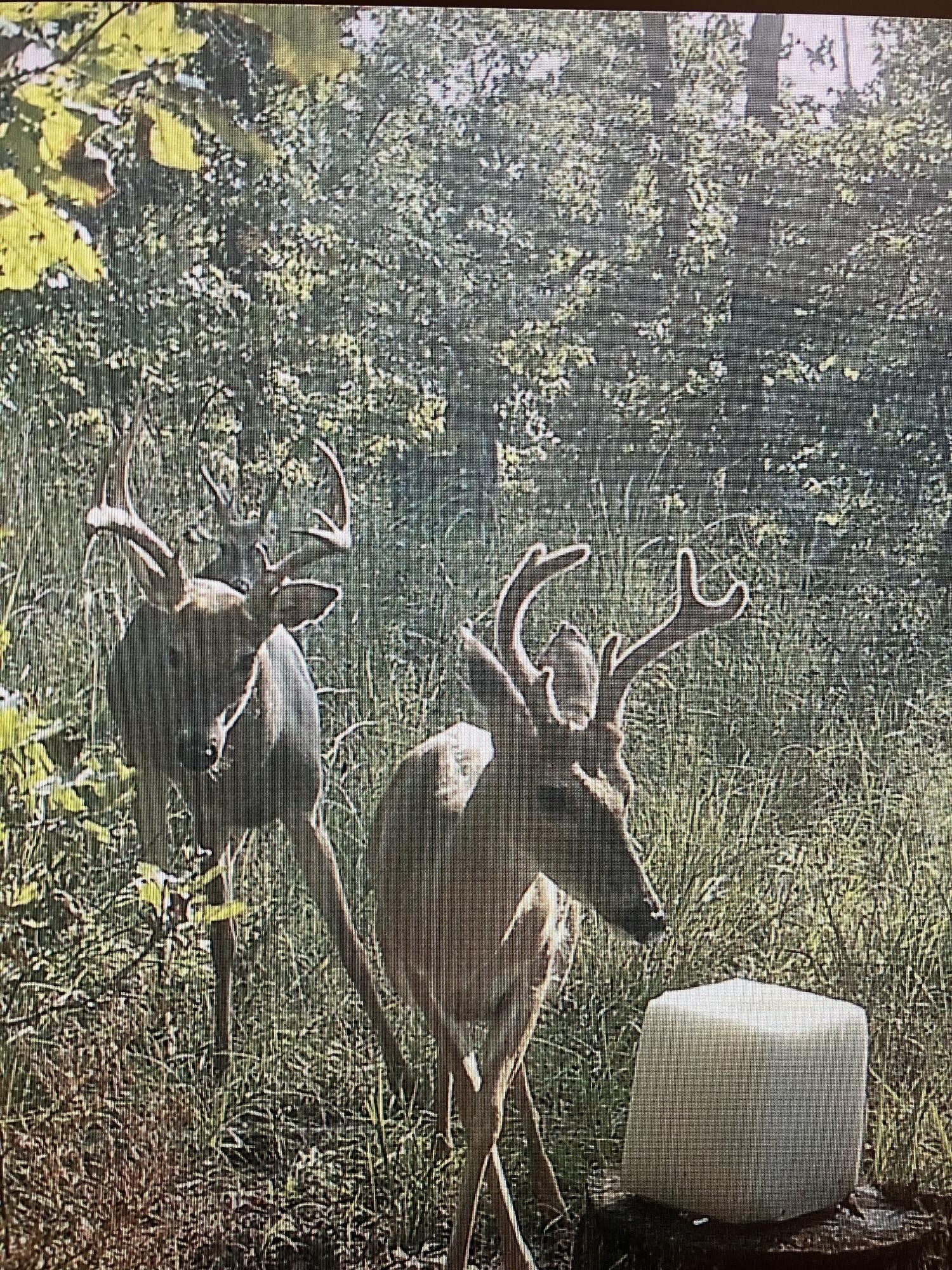 0 Sandy Road Edwards, MO 65326 - Photo 22 of 31 IMG_5411
