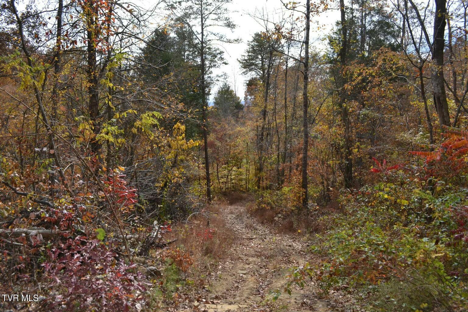 950 Caney Creek Lane Greeneville, TN 37745 - Photo 46 of 51 tempImageK0bDb8