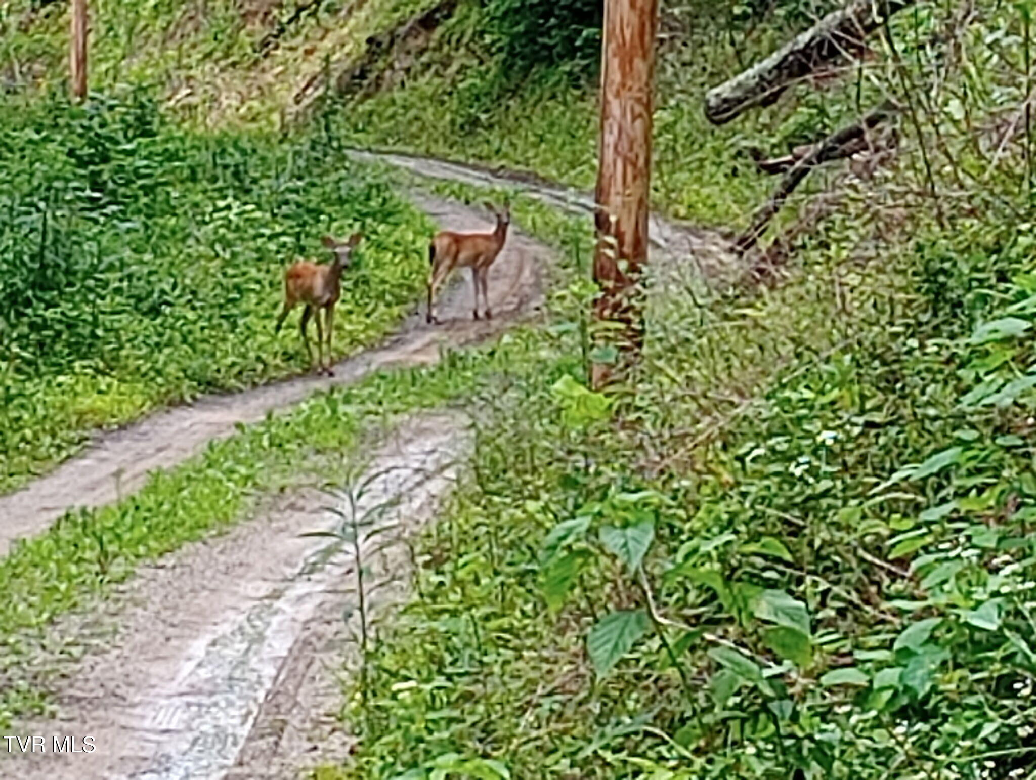 950 Caney Creek Lane Greeneville, TN 37745 - Photo 51 of 51 8248327897267649853