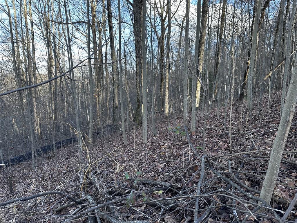 281 Andes Ridge Talking Rock, GA 30175 - Photo 21 of 27 a view of a yard with large trees