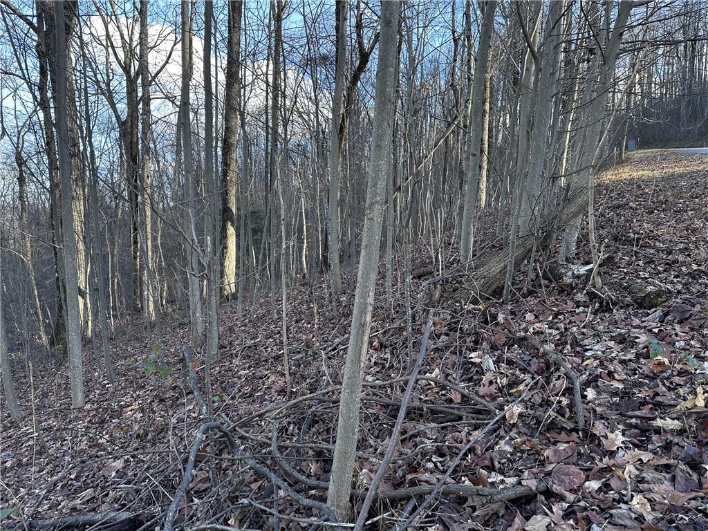 281 Andes Ridge Talking Rock, GA 30175 - Photo 22 of 27 a view of a yard with large trees