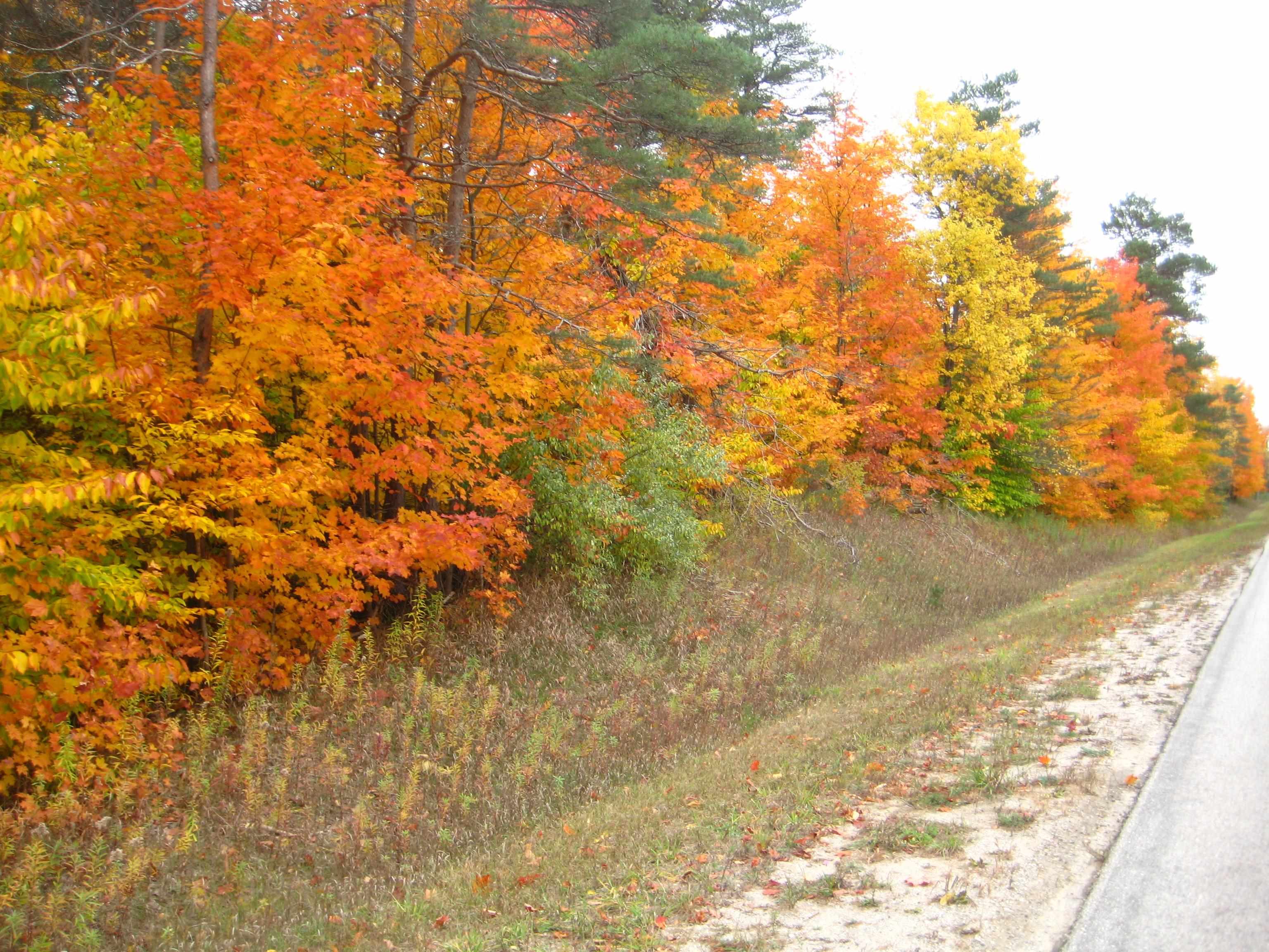 75-acres East Kasson Road Maple City, MI 49664 - Photo 14 of 15 Gallery Image 14