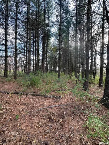 a view of a forest with trees