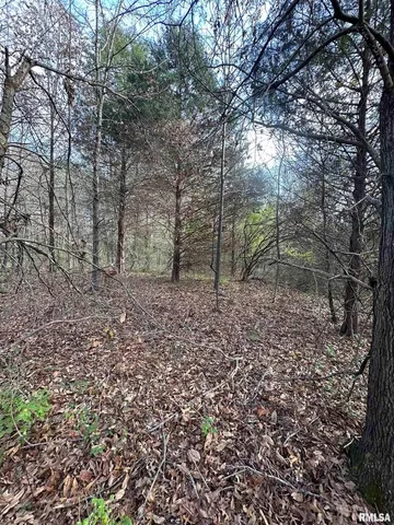 a view of a tree in a yard