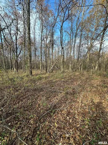a view of a tree in a park