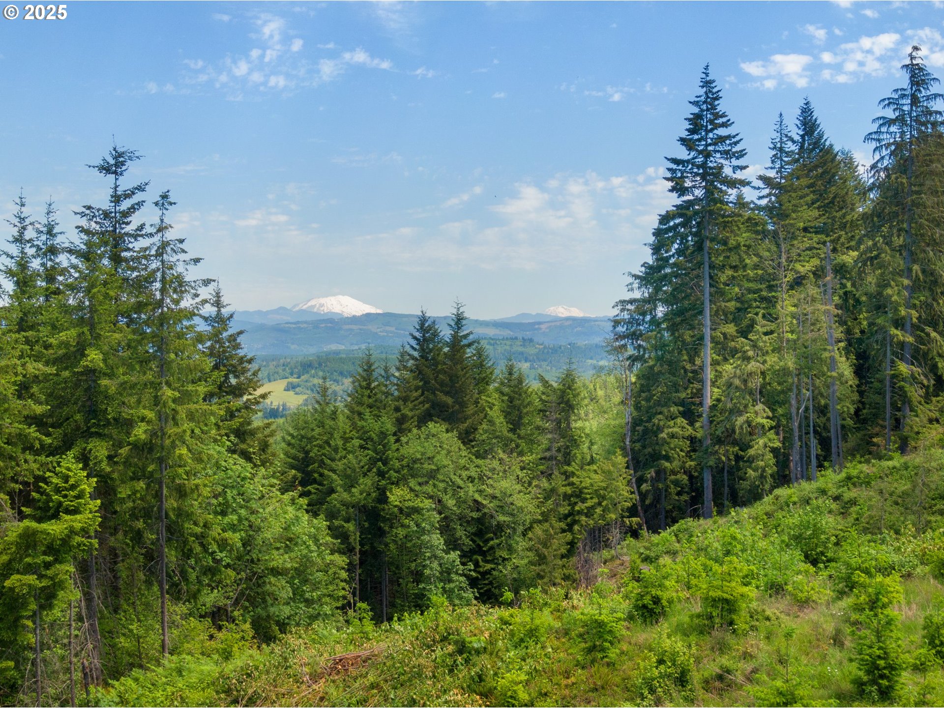 a view of a bunch of trees and bushes