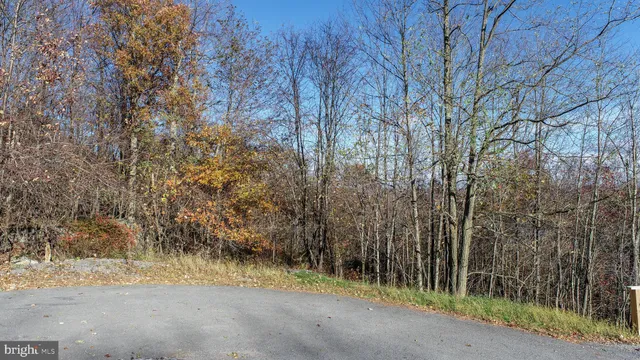a pathway of a forest with trees