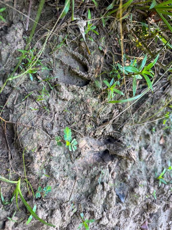 1 Highway 165 Kinder, LA 70648 - Photo 12 of 15 a view of plants tree