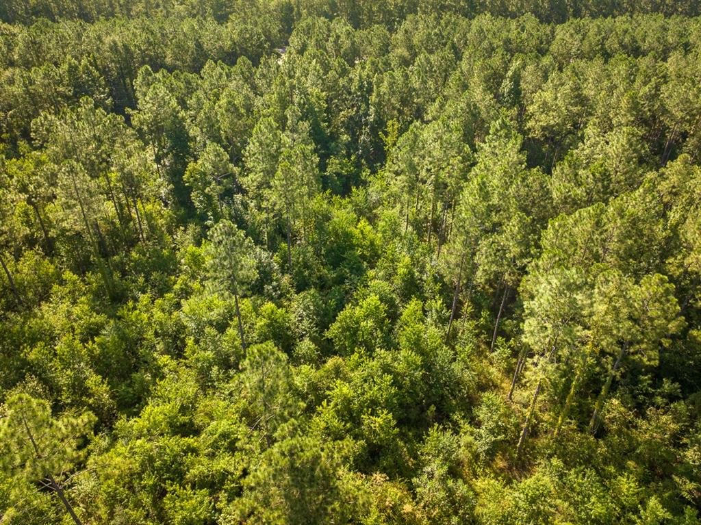 1 Highway 165 Kinder, LA 70648 - Photo 3 of 15 a view of a large yard with plants and large trees