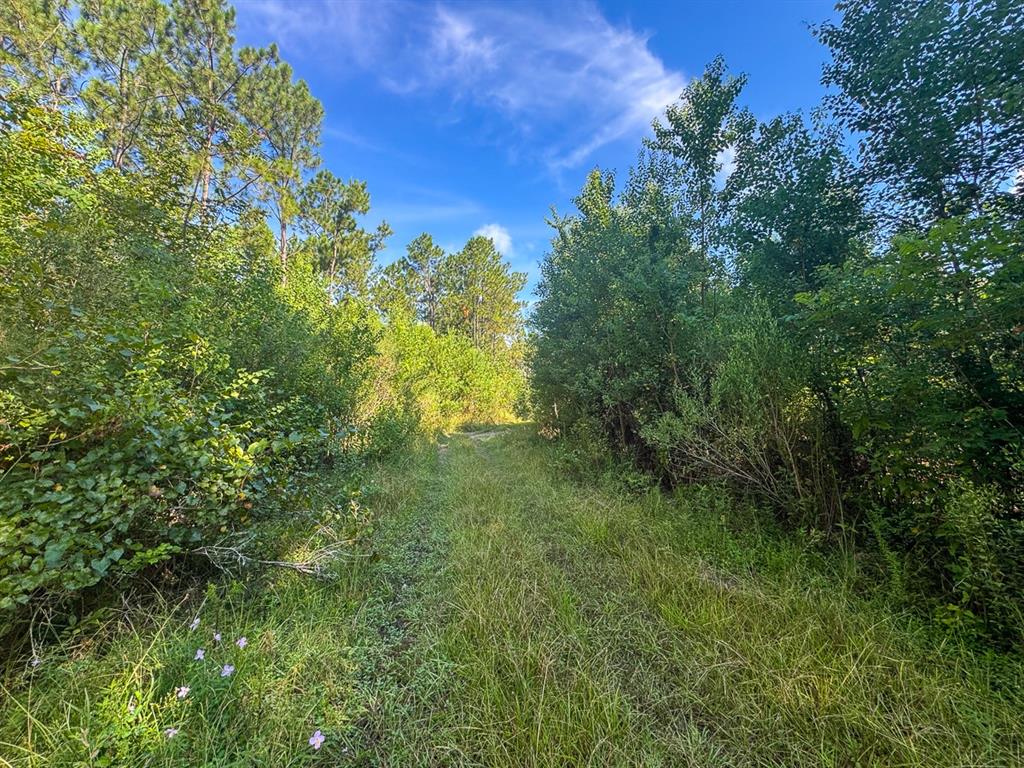 1 Highway 165 Kinder, LA 70648 - Photo 9 of 15 a view of a lush green space