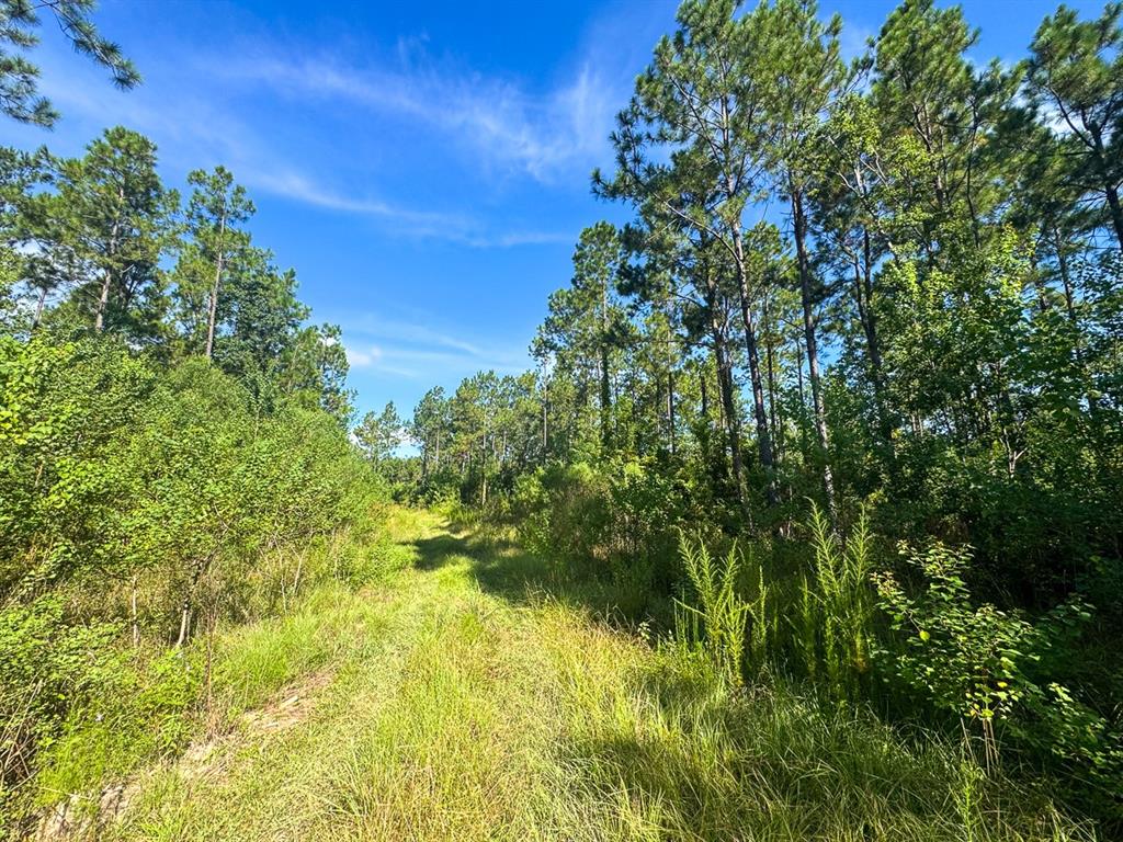 1 Highway 165 Kinder, LA 70648 - Photo 10 of 15 a view of a big yard with large trees