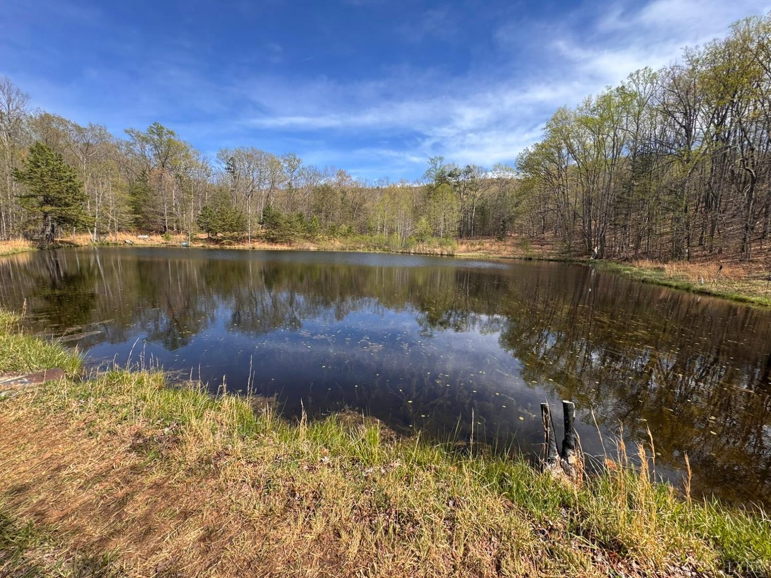 a view of a lake in middle of a forest