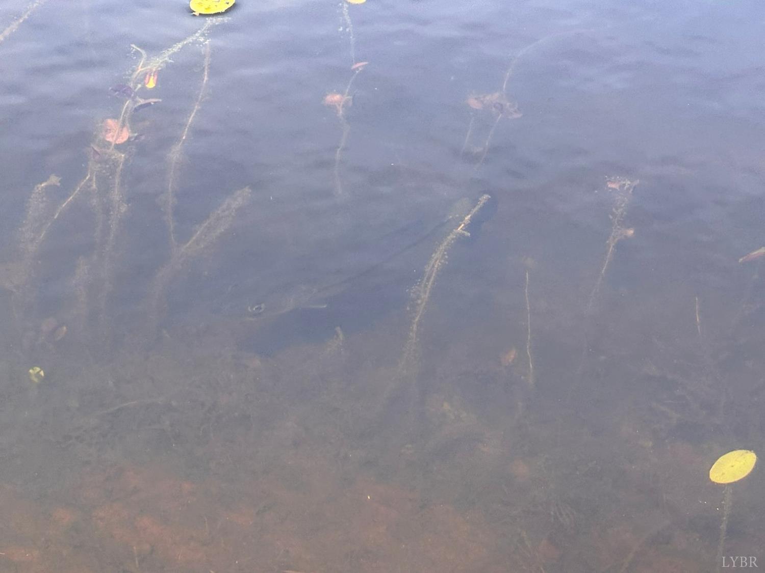 0 Cricket Lane Rustburg, VA 24588 - Photo 10 of 32 a bathroom with a shower