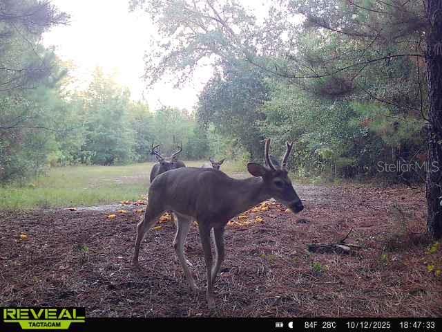 0 Old Federal Road Quincy, FL 32351 - Photo 16 of 81 Gallery Image 16