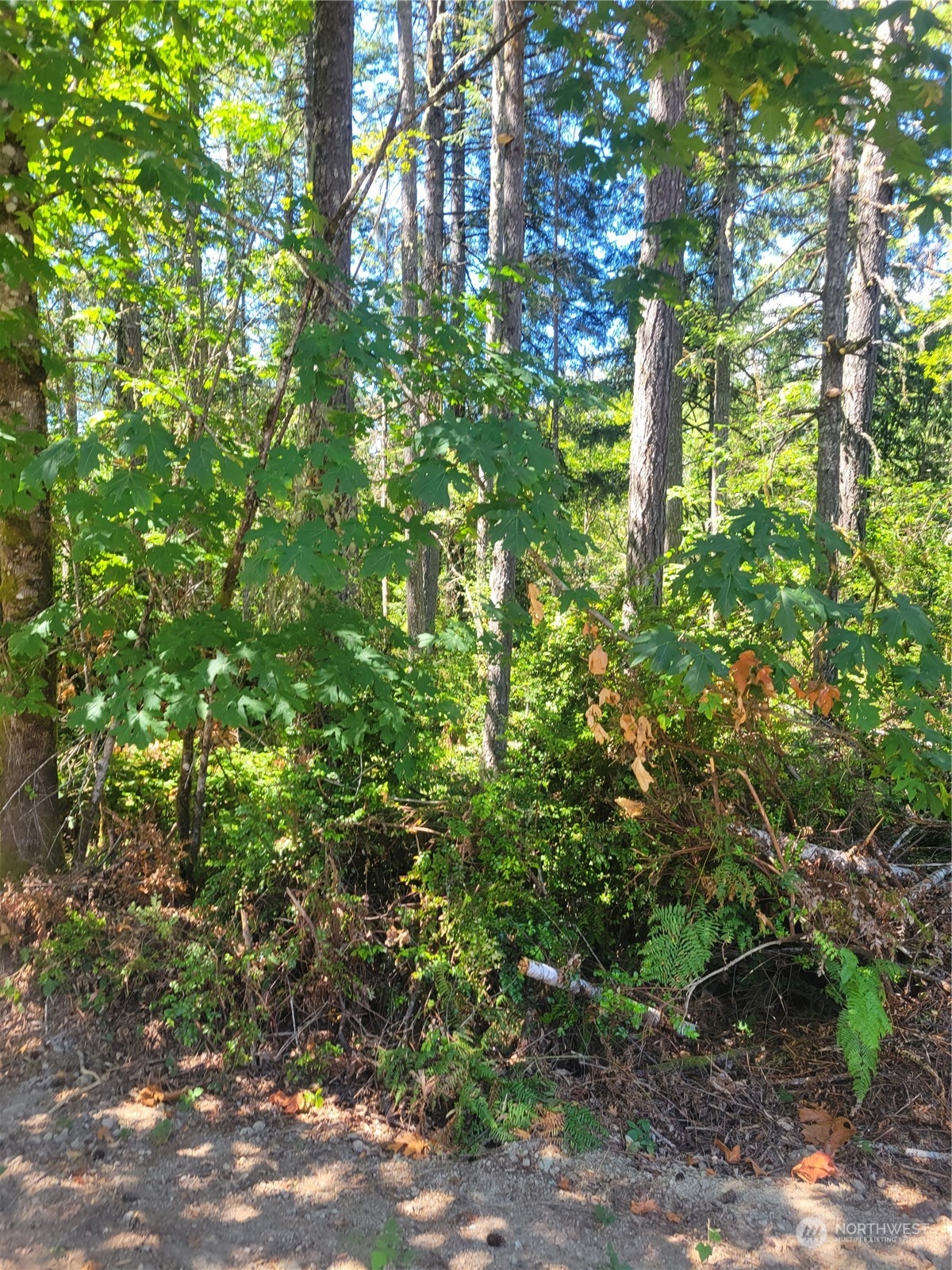 900-930 East Wilson Way Grapeview, WA 98546 - Photo 13 of 27 a plant view in yard