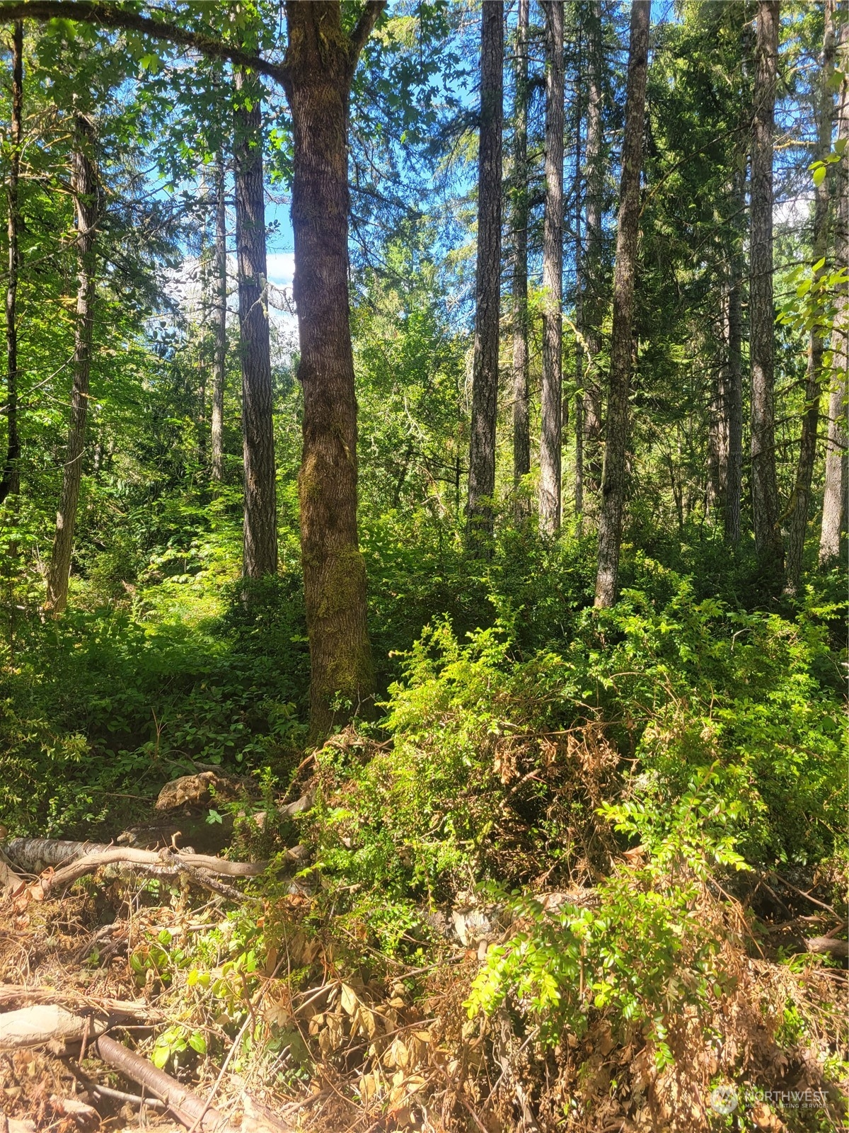 900-930 East Wilson Way Grapeview, WA 98546 - Photo 14 of 27 a plant view in yard