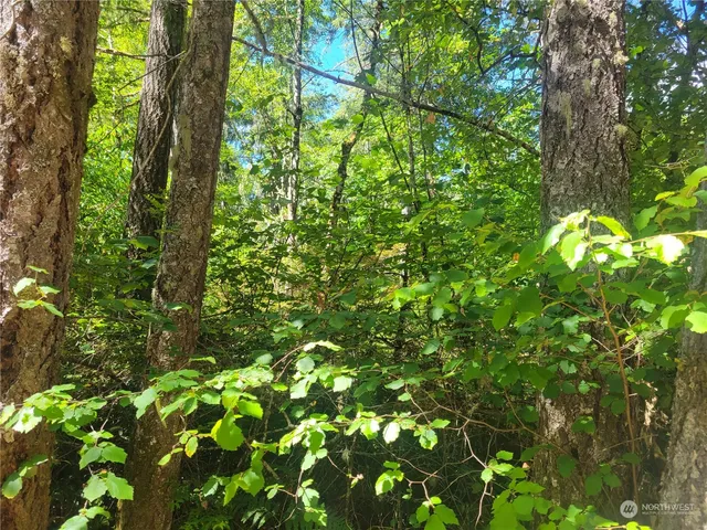 a view of a yard with plants and large trees