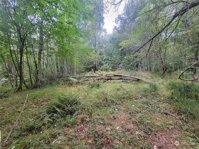 a big yard with lots of green space and deers