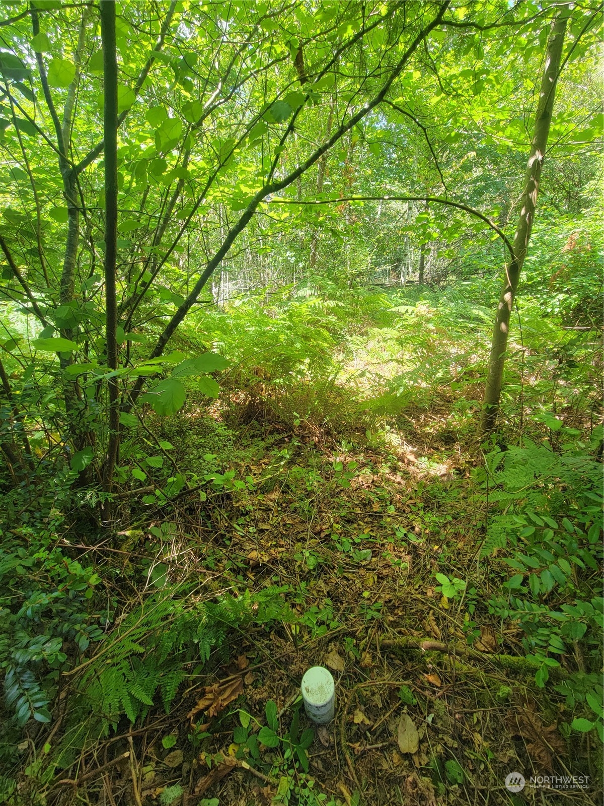 900-930 East Wilson Way Grapeview, WA 98546 - Photo 22 of 27 a view of a tree