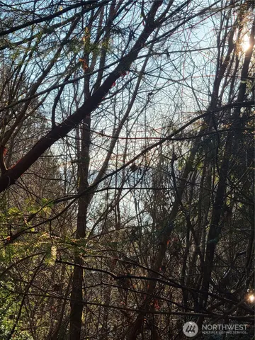 a view of a trees in a yard