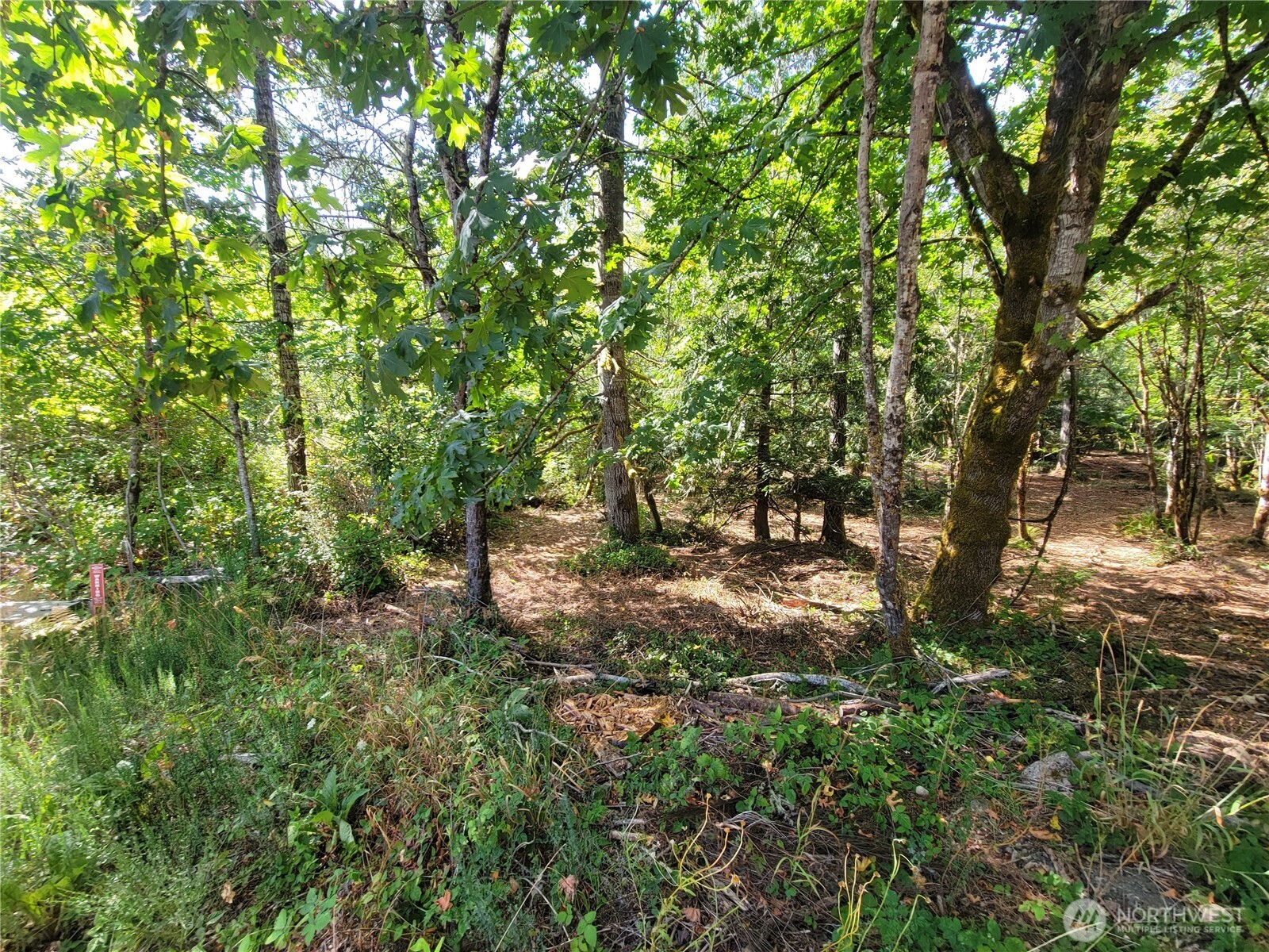 900-930 East Wilson Way Grapeview, WA 98546 - Photo 25 of 27 a view of a trees in a yard