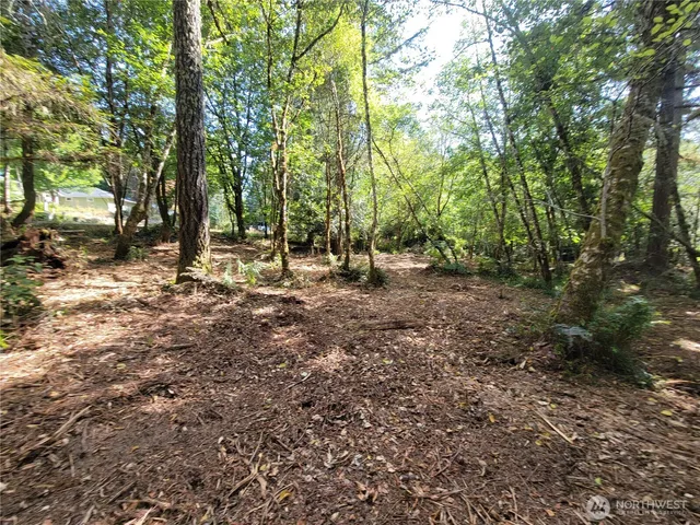 a view of a forest with trees in the background
