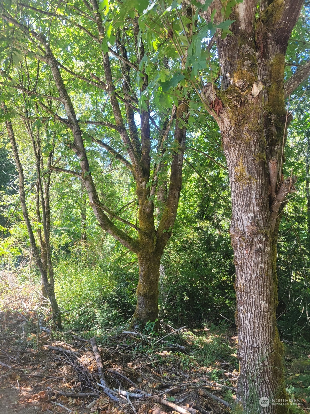 900-930 East Wilson Way Grapeview, WA 98546 - Photo 4 of 27 a view of a forest filled with trees