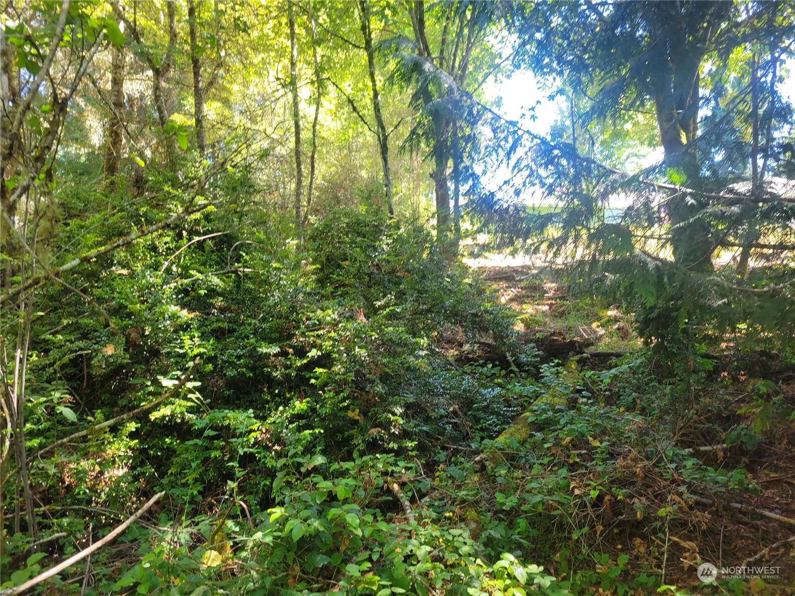 900-930 East Wilson Way Grapeview, WA 98546 - Photo 6 of 27 a view of a tree in a yard