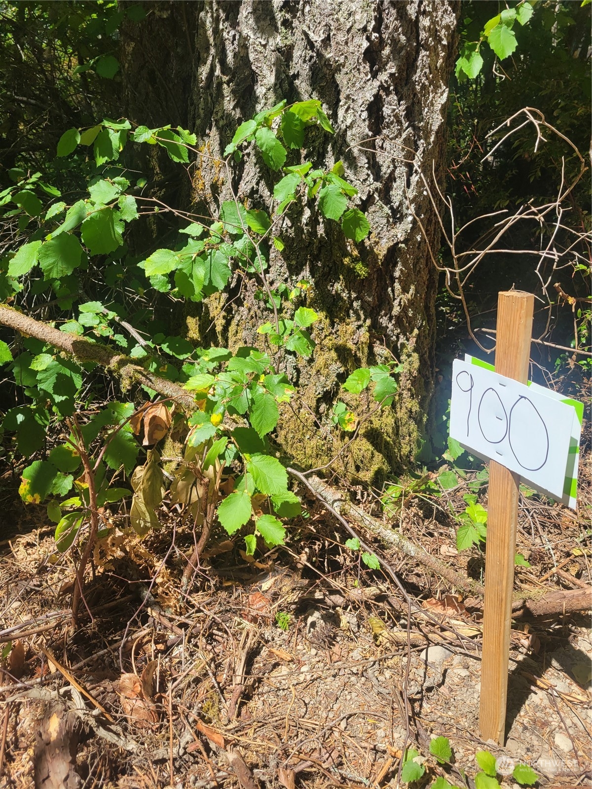 900-930 East Wilson Way Grapeview, WA 98546 - Photo 10 of 27 a street sign that is on a tree