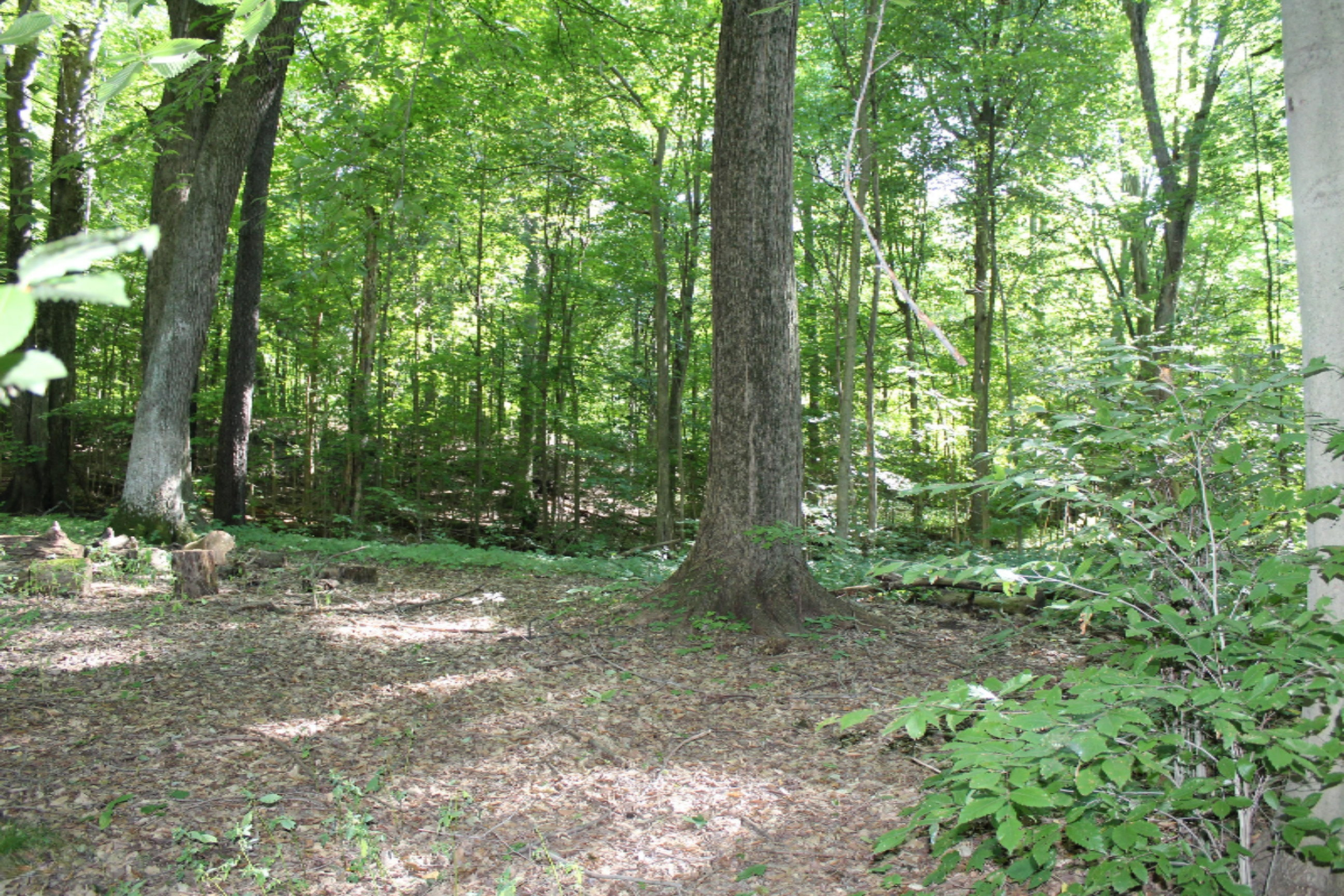 63200 Library Road Cassopolis, MI 49031 - Photo 36 of 37 IMG_2416