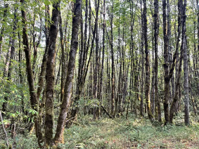 a view of backyard with green space