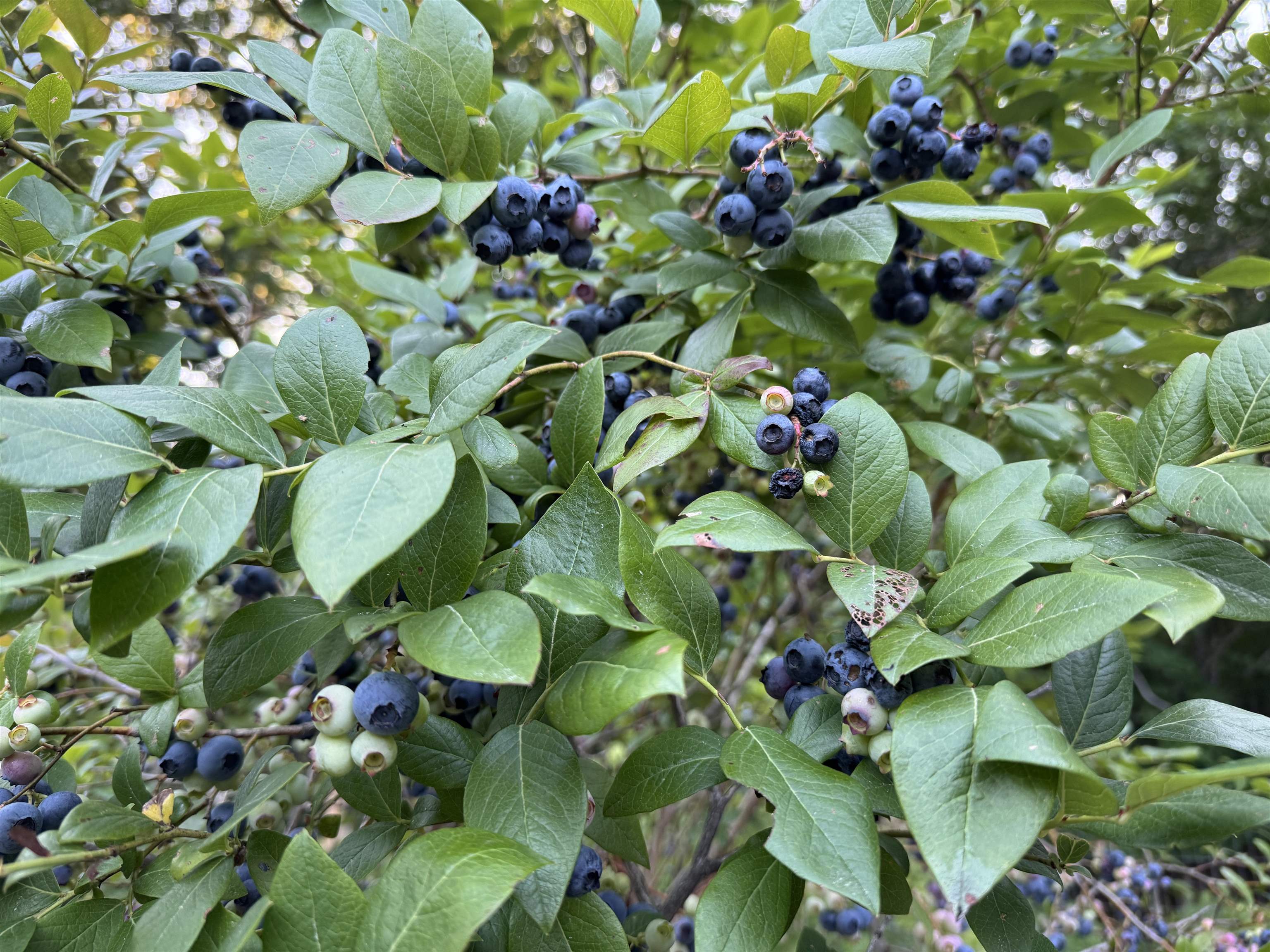 60 North Wakefield Road Wolfeboro, NH 03894 - Photo 24 of 28