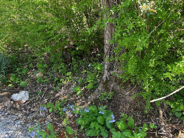 436 Summerville Road Boyce, VA 22620 - Photo 72 of 87 Wooded area with Blue Bells