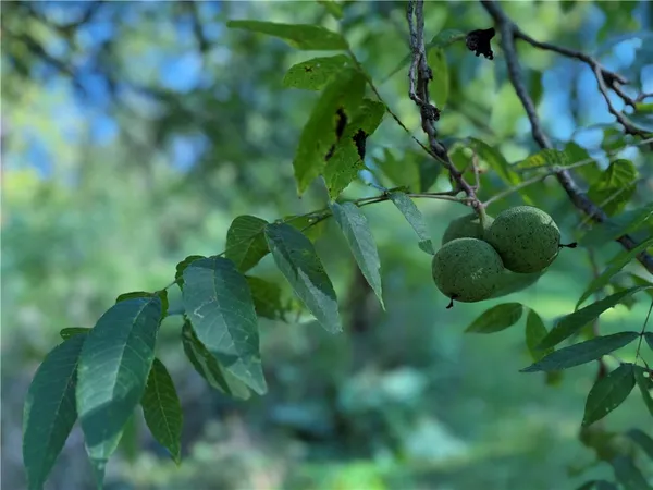 $49,500 | Rt-90, Genoa, NY 13071