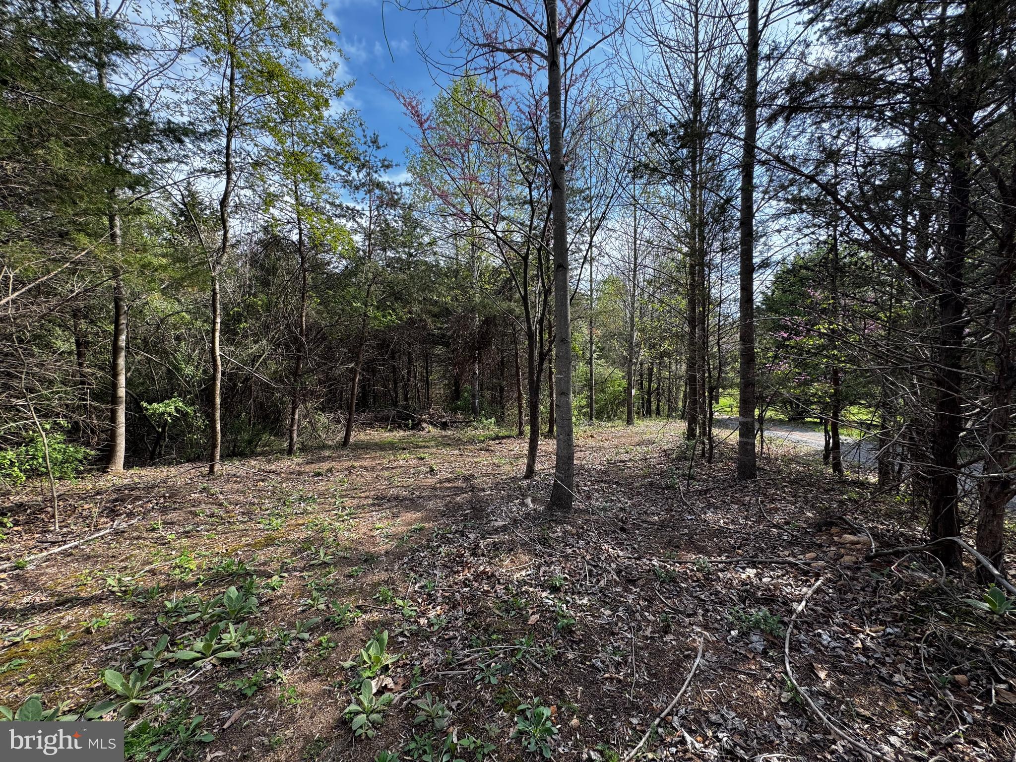 a fire pit in middle of forest